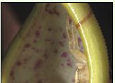 Thomisus nepenthiphilus in Nepenthes gracilis