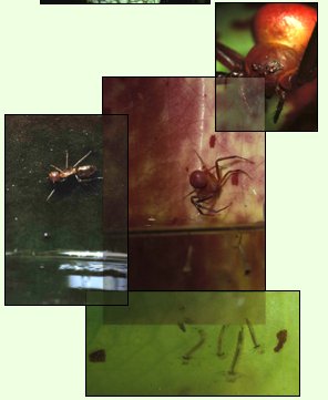 Misumenops nepenthicola auf Jagd in Nepenthes rafflesiana, Borneo.